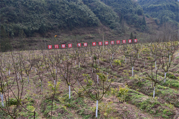 华溪村打造的黄精木瓜种植示范基地。特约通讯员  隆太良  摄