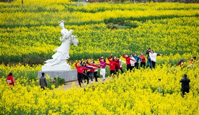 油菜花肆意绽放、错落有致。通讯员 周冰娥 摄