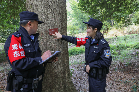 民警察看林场树径最大的桢楠树。鲁思刚 摄