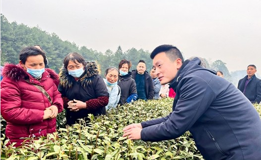 在乾丰镇农化村茶园，张成向茶农讲解采茶方法和技巧。 通讯员 李崎君 摄