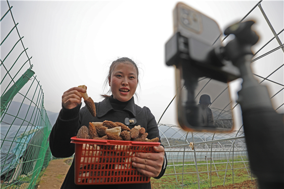 在重庆市彭水苗族土家族自治县新田镇马峰社区5组，村民张春容把手机变成农具，通过直播的方式向大家推介羊肚菌。 通讯员 安云凤 摄