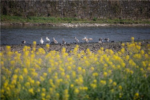 村民养的鸭子在小河边觅食。通讯员 胡程 摄