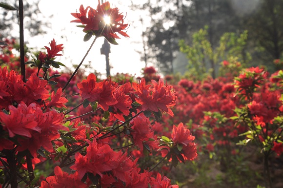 万寿山上盛开的杜鹃花。万寿山景区供图 华龙网发