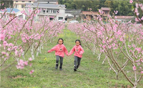 游客在桃花叢中游玩。通訊員 陳剛 攝