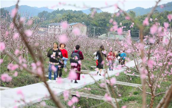 游客在桃花叢中賞景。通訊員 陳剛 攝