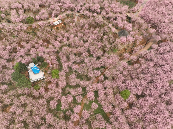 常宁市罗桥镇樱花园里的樱花.