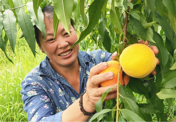 果农采摘“锦绣黄桃”（资料图）。 东温泉镇供图 华龙网发