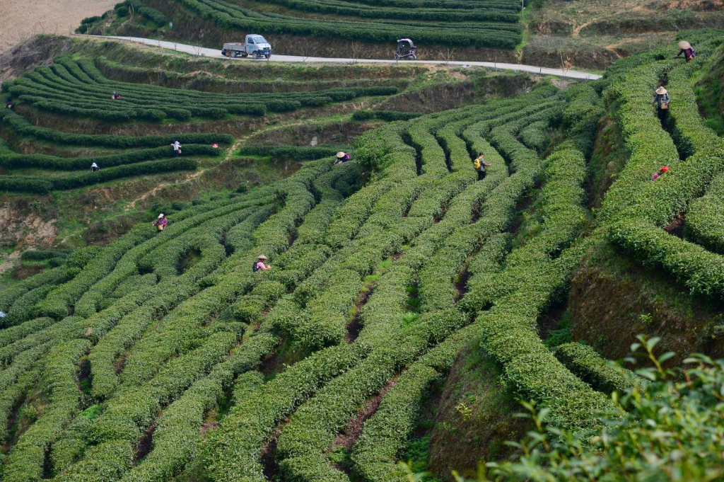 洪安镇溜沙村的茶叶基地站满了采茶工人。通讯员 鲁诗勤摄_副本