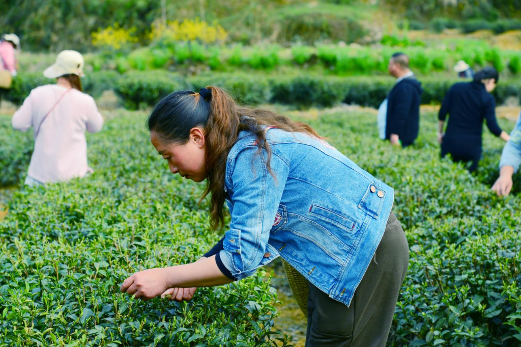 采茶工人刘红兰正穿梭于茶树之间采茶。通讯员 鲁诗勤摄_副本