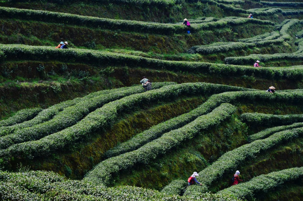 采茶工人们在茶叶基地里正熟练地采摘茶叶。通讯员 鲁诗勤摄_副本