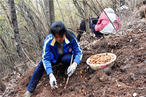 村民正在林间种植天麻。通讯员 王雪梅 摄