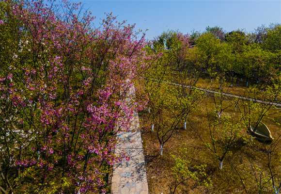 小桃园内的樱花正在盛开。华龙网-新重庆客户端实习生 王乙淞 摄
