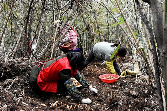 村民正在林间种植天麻。 通讯员 王雪梅 摄