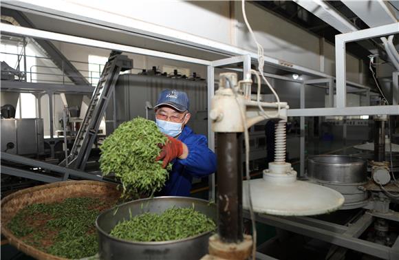 工人在生产车间生产“永川秀芽”。通讯员 陈仕川 摄