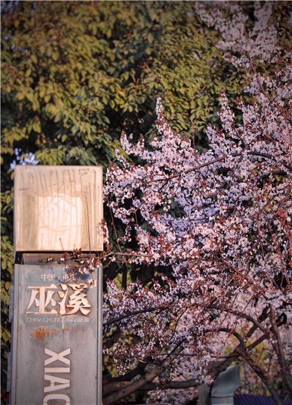 5柏杨河公园内的樱花盛开。通讯员 冉梦竹 摄