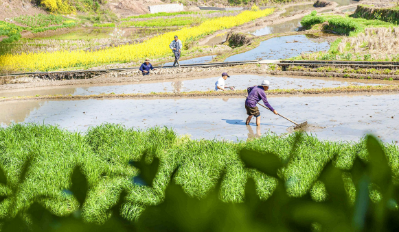 福寿镇大石坝村村民正忙着平整秧田，为春耕生产做准备。通讯员 李在华 摄