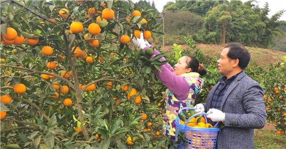 游客在石马村柑橘园采摘。特约通讯员 赵武强 摄