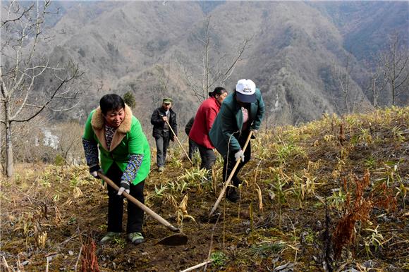 村民正在给黄精除草。 通讯员 王雪梅 摄