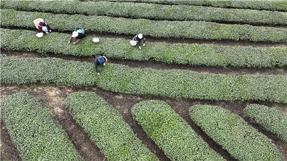 采茶工人在茶田间里采摘嫩绿的春茶。通讯员 陈仕川 摄