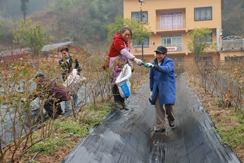 务工村民在基地铺设防草布。通讯员   郎渝鸿  摄