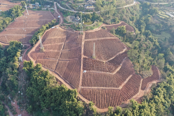 “荒山”被改造成葡萄飘香的果园。景区供图 华龙网-新重庆客户端发