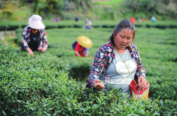 采茶工人正忙着采摘春茶。通讯员 杨丽华 鲁诗勤 摄