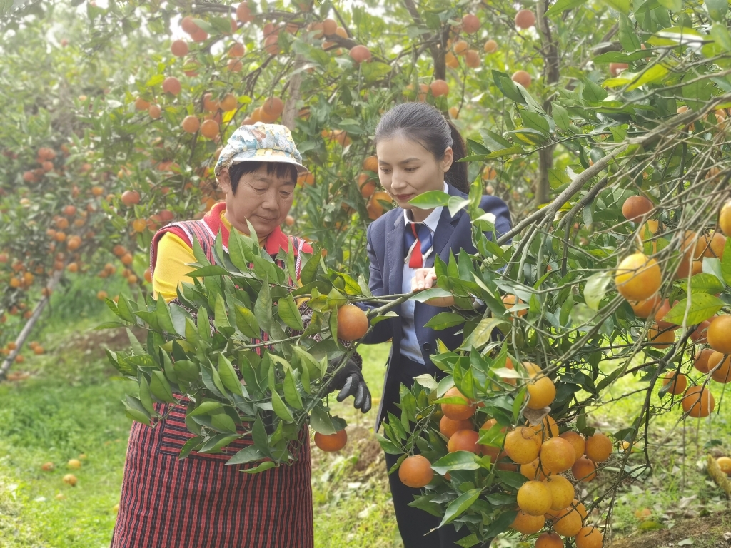 图1：重庆农商行荣昌支行工作人员深入秦橙种植基地了解柑橘种植情况。