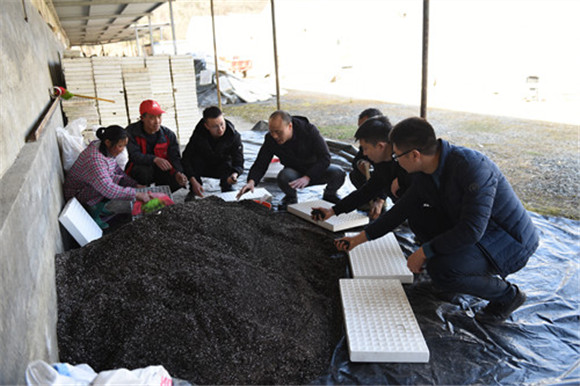 都会村驻村工作队指导并帮助烟农育烤烟苗。特约通讯员  隆太良  摄1