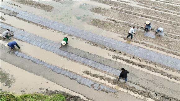 村民们在稻田里进行水稻育种。通讯员 陈仕川 肖必胜 摄