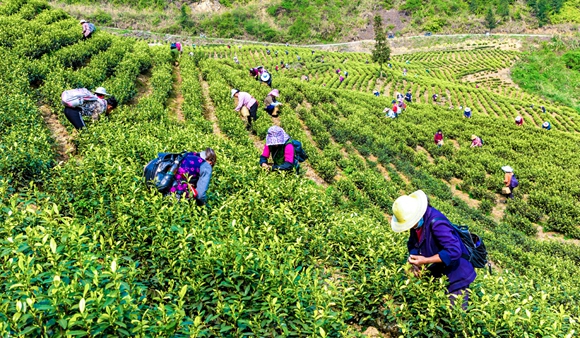 茶叶生产已成金花村农民增收致富的重要产业。通讯员 王伟冲 摄