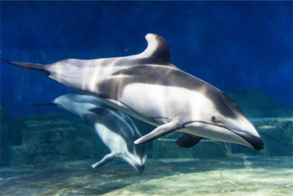 到海洋公园，可看白边海豚等海洋生物。重庆汉海海洋公园供图 华龙网发