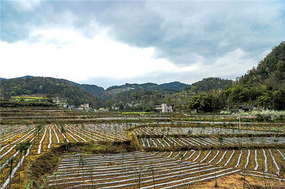 水田乡红豆杉产业基地一角。通讯员 段利明 摄