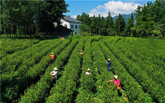 茶农正在采摘春天里的第一抹新绿。红池坝镇供图 华龙网发