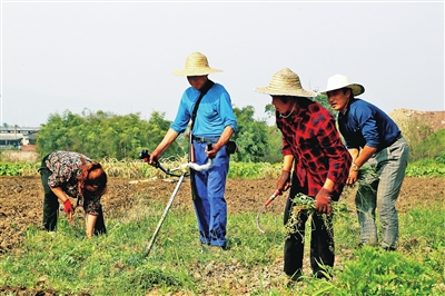 在回龙坝镇，农户正在复垦撂荒地。 通讯员  吴灿 摄