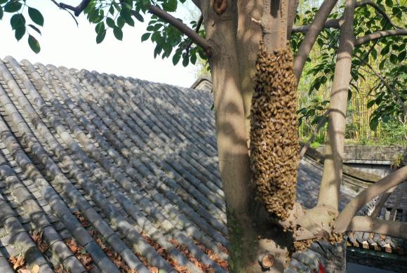 蜜蜂密密麻麻地停在树枝上。受访者供图 华龙网-新重庆客户端发