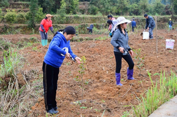 工人们正在忙着为油茶树修枝整形、施肥、垒土。通讯员 鲁诗勤 摄