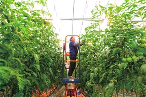 重庆数谷农场智能温室，工人在为无土栽培的水果番茄苗修枝（资料图）。通讯员 向成国 摄