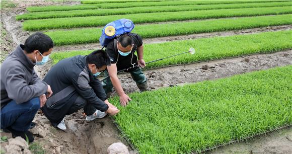 技术人员在种粮大户李刚的水稻田里，查看水稻秧苗田间长势情况。通讯员 陈仕川 摄