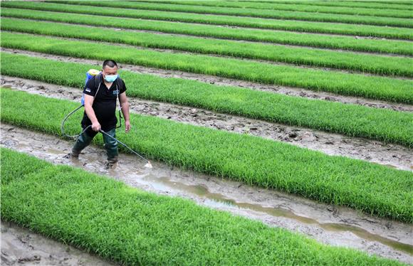 李刚在水稻田里对秧苗移栽前喷施一次农药。通讯员 陈仕川 摄