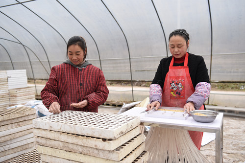 村民展开辣椒漂浮式育苗工作。特约通讯员 隆太良 摄
