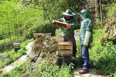 蜜蜂养殖技术指导员正在给蜂农传授蜜蜂繁殖知识。通讯员 罗靖宇 摄