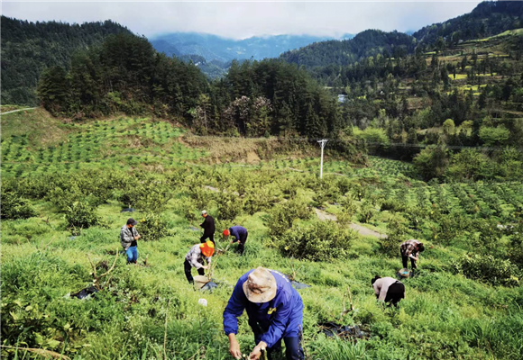 工人们在对果树进行管护。黔江区委宣传部供图 华龙网发