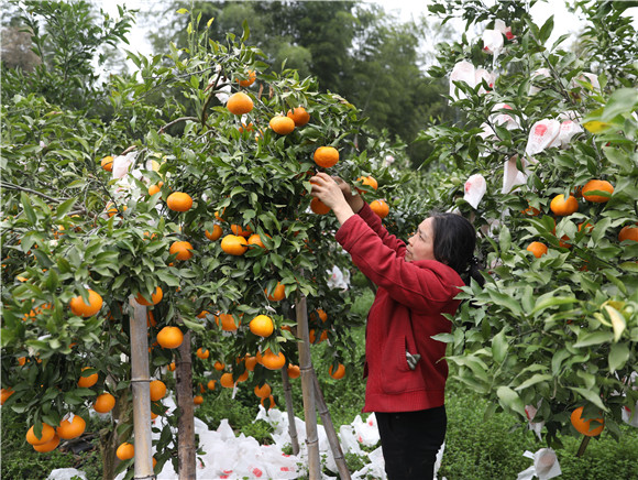 刘翠英在采摘柑橘。黔江区委宣传部供图 华龙网发