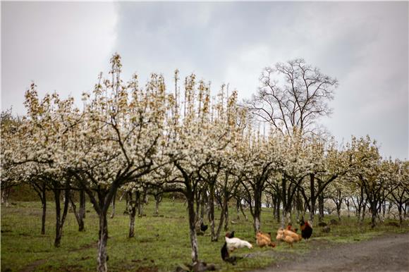 4梨园村盛开的梨花朵朵娇艳。通讯员 胡程 摄