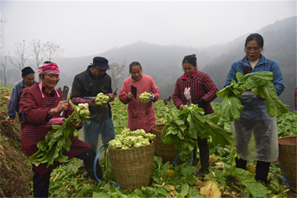 南坪村民在采收青菜头。特约通讯员  隆太良  摄