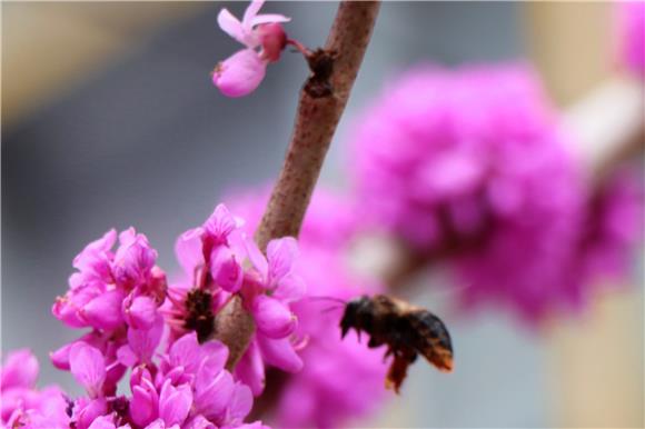 1小蜜蜂与花蕊的不期而遇。 通讯员 郭凡 摄