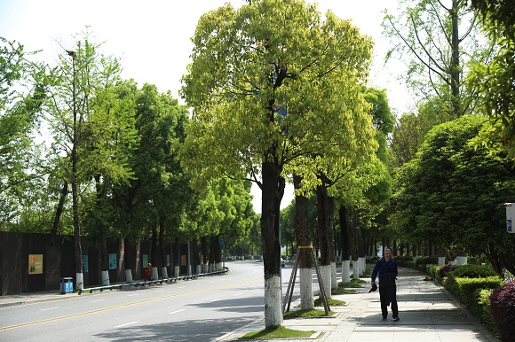 3“开心树型”修剪方法通过适当提高下冠线，提升植被透光率。巴南区城市管理局供图 华龙网发