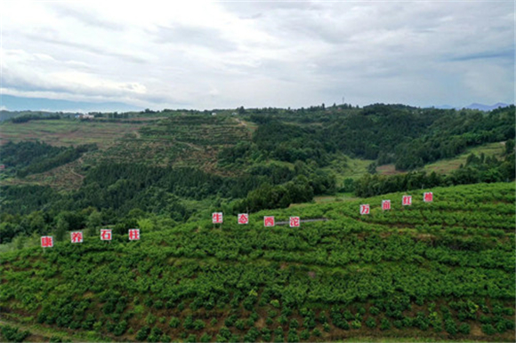南坪村打造的红机柚产业基地。特约通讯员 隆太良 摄