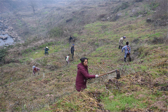 村民在辣椒种植基地清理杂草。特约通讯员  隆太良  摄