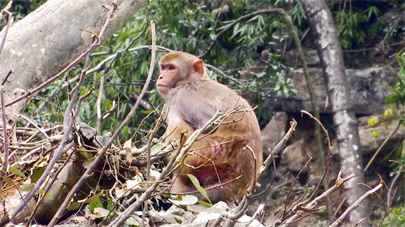2经专家鉴定，野生猴为猕猴，是国家二级重点保护野生动物。黔江区融媒体中心供图 华龙网发